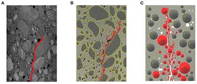 Coupled Evolution of Preferential Paths for Force and Damage in the Pre-failure Regime in Disordered and Heterogeneous, Quasi-Brittle Granular Materials